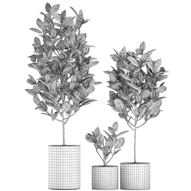 A collection of small ornamental trees in concrete black pots with ficus elastic handles. Set 609. — Descargar