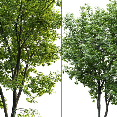 Maple — Ver 2