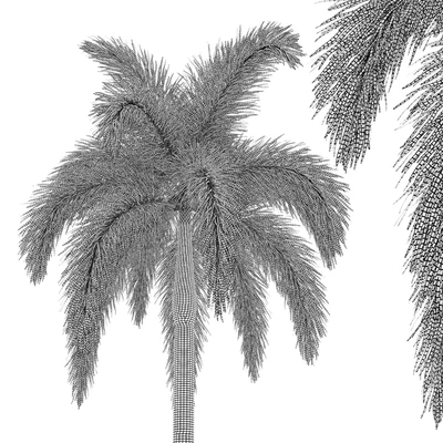 Foxtail Palm 02 — Вид 3