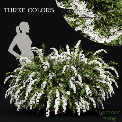 Spiraea cinerea 3 Material Grefsheim flowering shrub — Ver 1