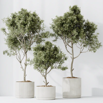 Indoor plants set 63 — Ver 2