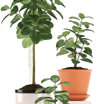RUBBER PLANTS 47 — Ver 2