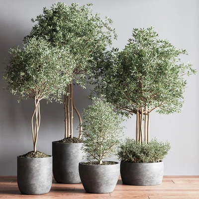 Indoor Plant Set12 — Вид 4