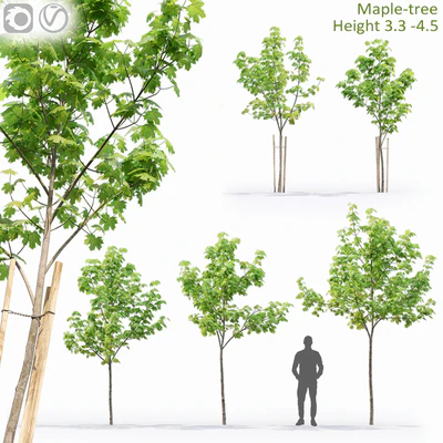 Acer — Ver 1