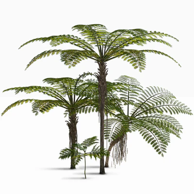 Treefern dicksonia antarctica — Ver 1