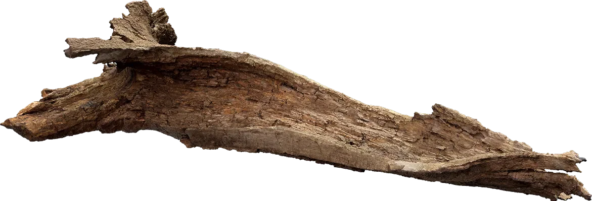 old tree branch 016 — Descargar