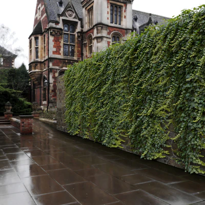 Ivy / Hedera helix #3 — Ver 2