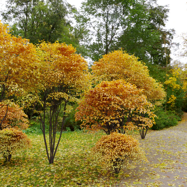Cornelian cherry — Descargar