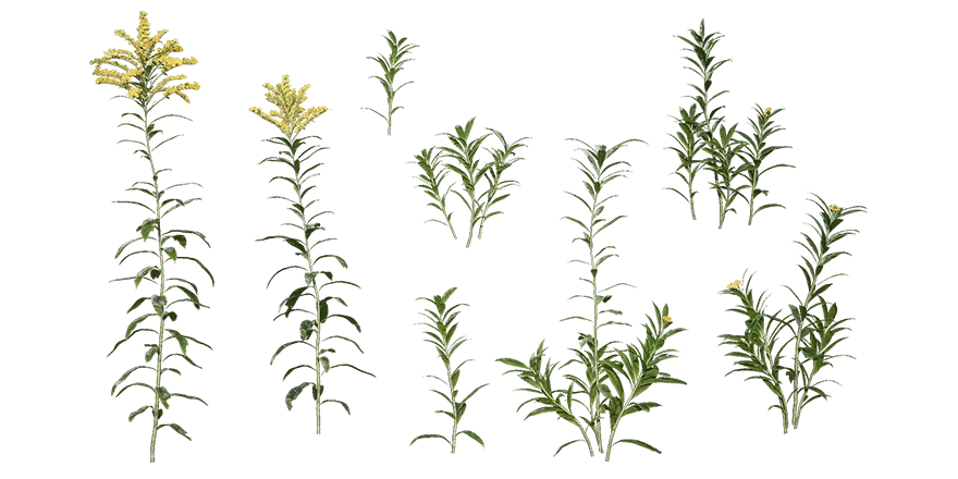 goldenrods 001 — Скачать