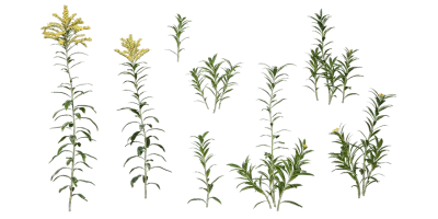 goldenrods 001 — Скачать