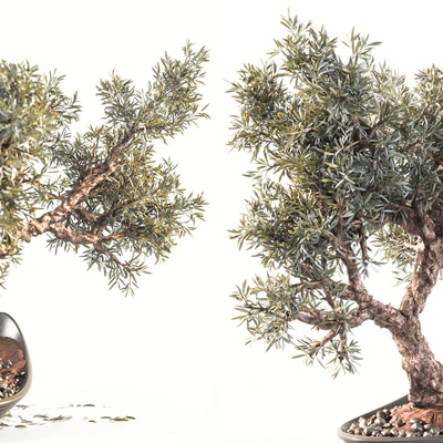Household olive plant — Вид 2