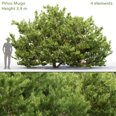 Pine — Вид 1