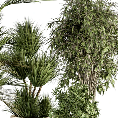 indoor Plant Set 362- Tree and Plant Set in Black and Gray pot — Вид 3
