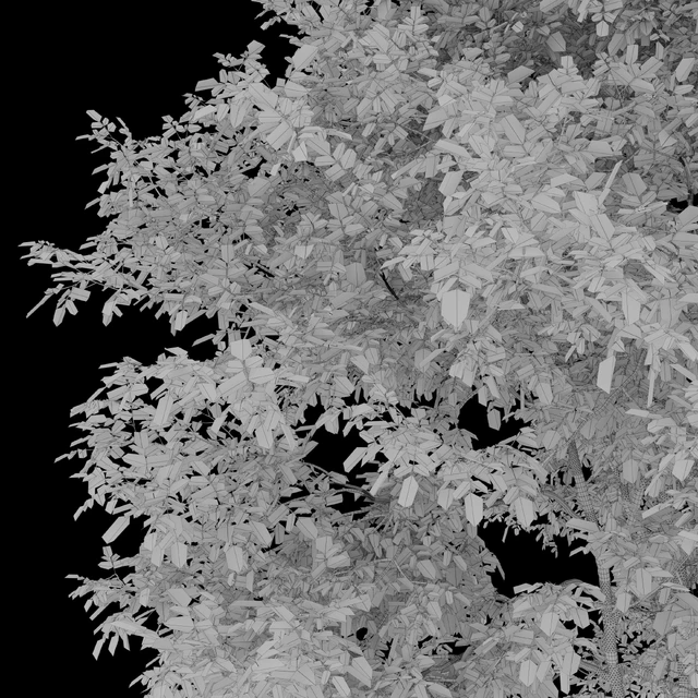 Fraxinus mandshurica — Скачать