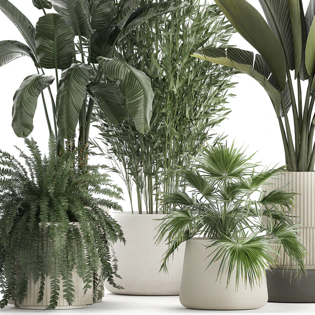Collection of plants in white flower pots with Banana palm, ravenala, fern, bamboo. set 1352 — Descargar