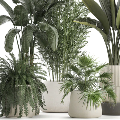 Collection of plants in white flower pots with Banana palm, ravenala, fern, bamboo. set 1352 — Ver 2