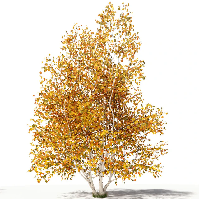 Betula pendula multi stem V02 — Descargar