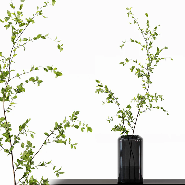 Collection Indoor Plants 015 — Descargar