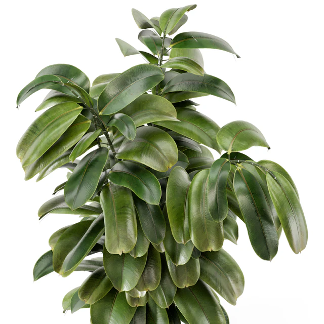 Indoor Ficus Plant in rusty Concrete Pot - Set 966 — Descargar