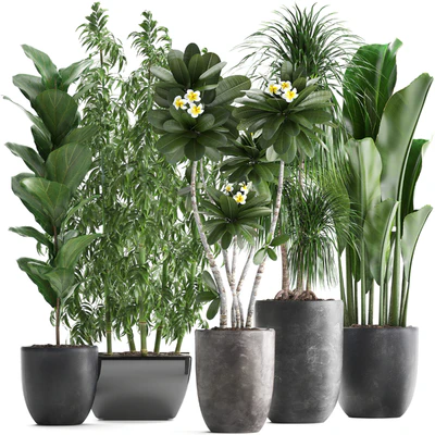 Plant collection 311. Bamboo, Ficus, Dracaena, Banana, Indoor Plants, Plumeria, Black Pot, Bushes, Exotic Plants, Set — Ver 1