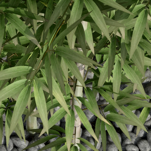 Bamboo 3 — Descargar
