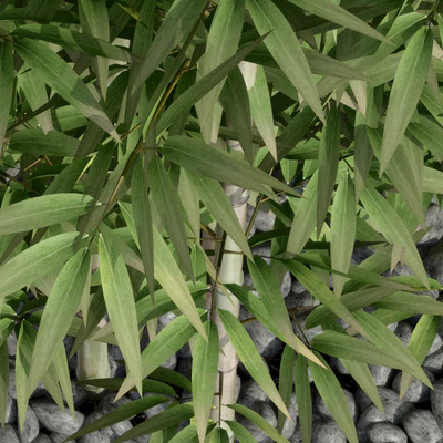 Bamboo 3 — Ver 2