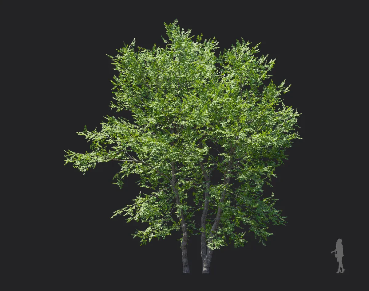 tilia amurensis 003 — Скачать