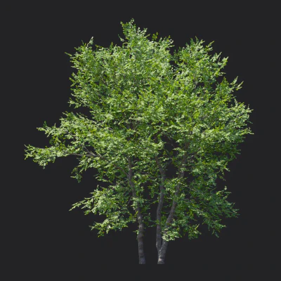 tilia amurensis 003 — download