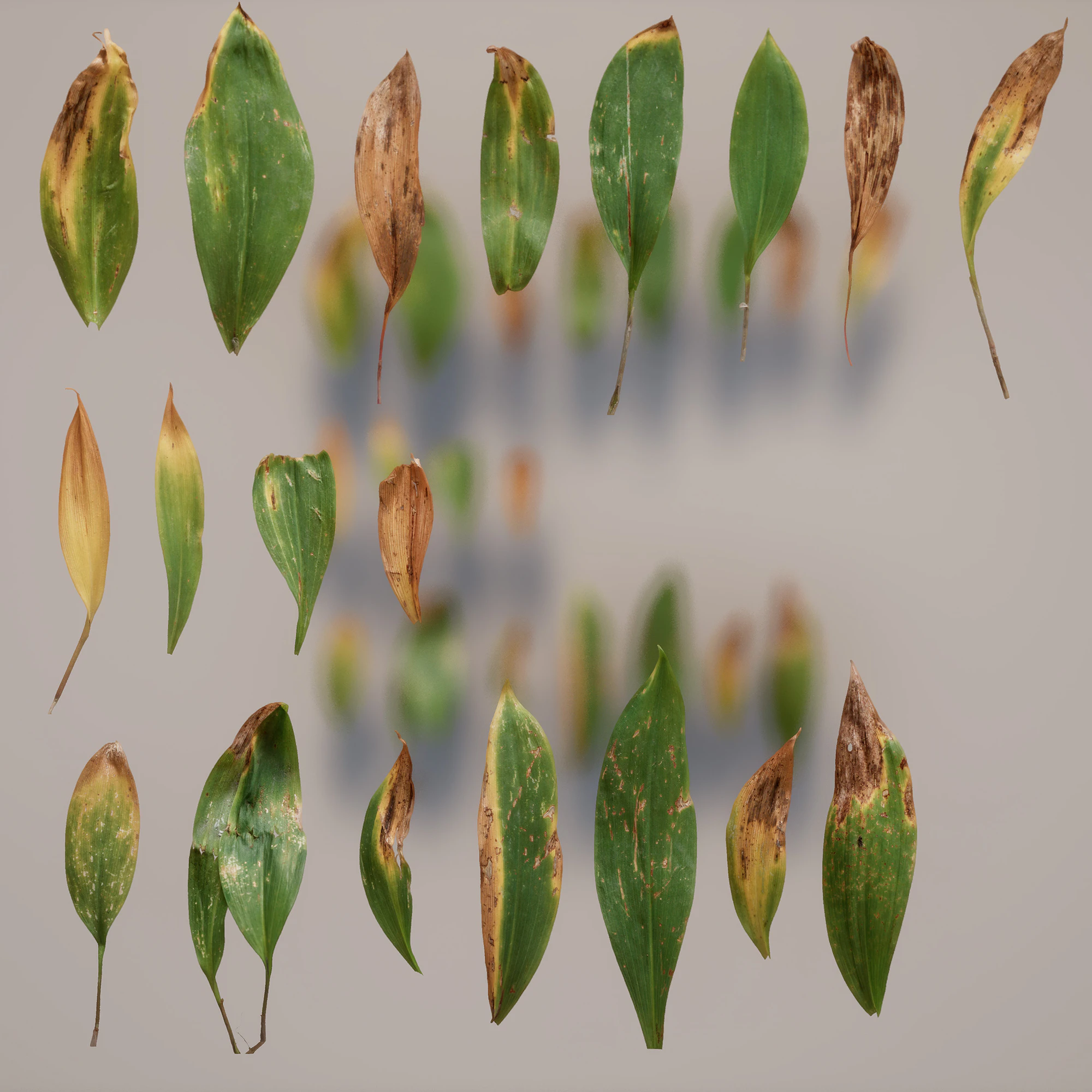 allium ursinum — Скачать