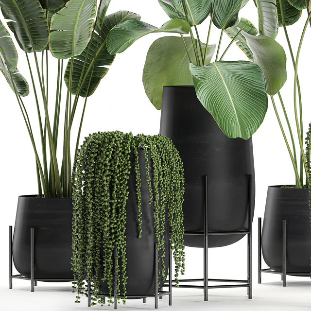 A collection of hanging plants in black pots on legs with Banana palm, Calathea lutea, Strelitzia, Krestovnik, succulents. Set 700. — Descargar