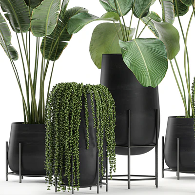 A collection of hanging plants in black pots on legs with Banana palm, Calathea lutea, Strelitzia, Krestovnik, succulents. Set 700. — Ver 3