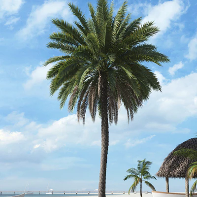 palm trees 016 — Скачать