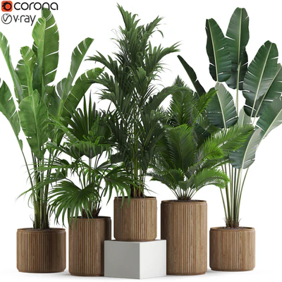 Plants collection 539 — Вид 1