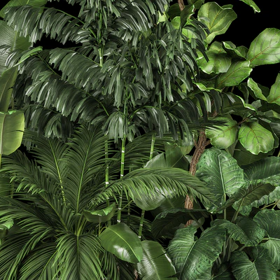 A collection of plants for a home garden with thickets and bushes, palm, strelitzia, flowerbed, flowerpot, ficus lirata. 1114. — Ver 3