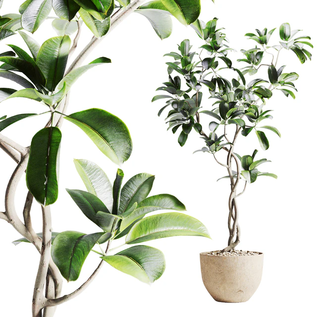 ficus plant in pot — Скачать