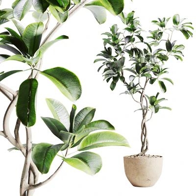 ficus plant in pot — Вид 1