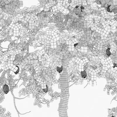 Lemon tree — Вид 3