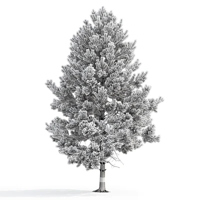 Pine — Вид 2