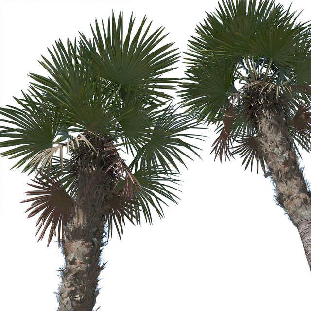 Trachycarpus fortunei palm tree — Скачать