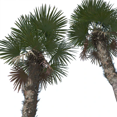Trachycarpus fortunei palm tree — Вид 2