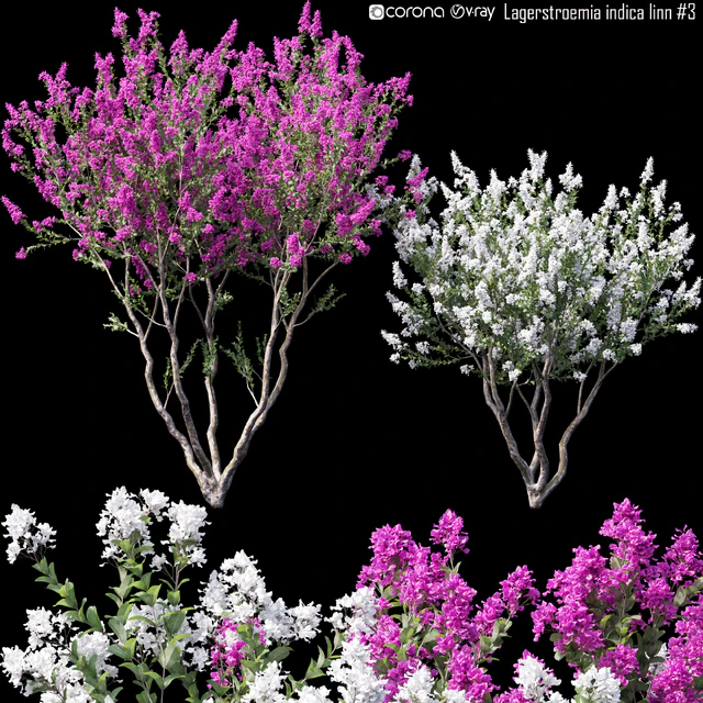 Lagerstroemia indica linn # 3 — Descargar
