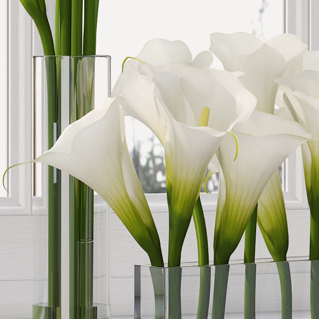 Calla Lily 5 — Descargar