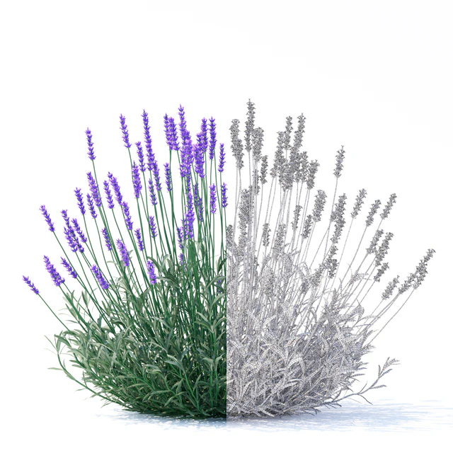 Lavender narrow-leaved flowers | Lavandula angustifolia — Descargar