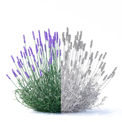 Lavender narrow-leaved flowers | Lavandula angustifolia — Ver 2