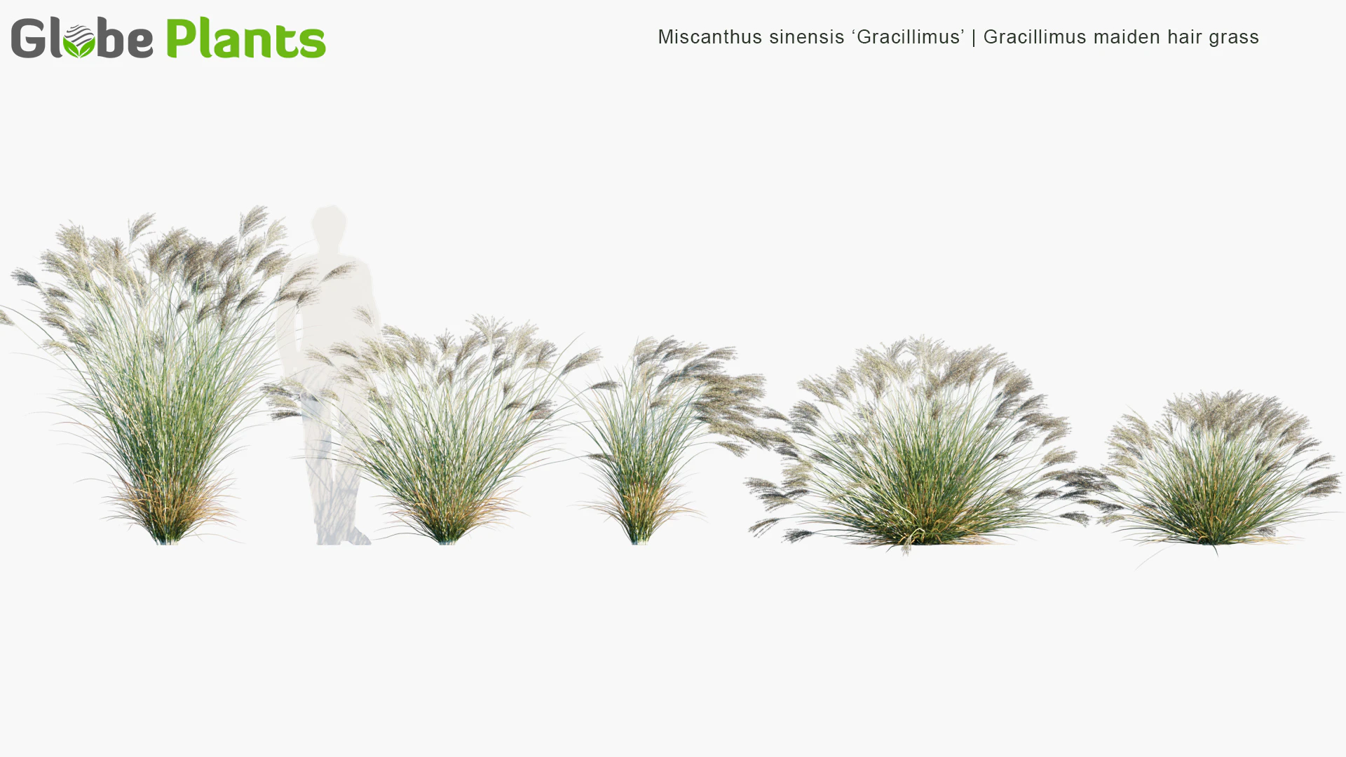 miscanthus sinensis gracillimus — Скачать
