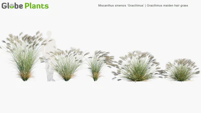 miscanthus sinensis gracillimus — download