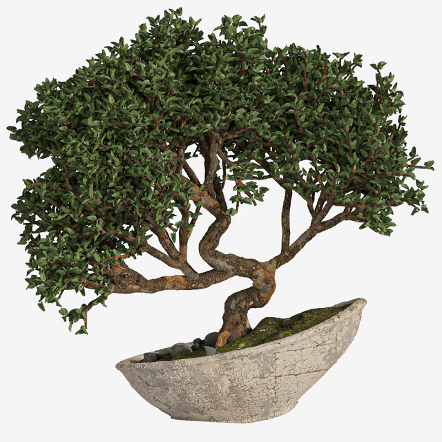 bonsai03 — Скачать
