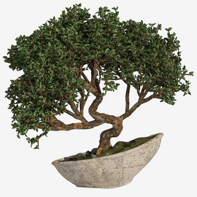 bonsai03 — Вид 1