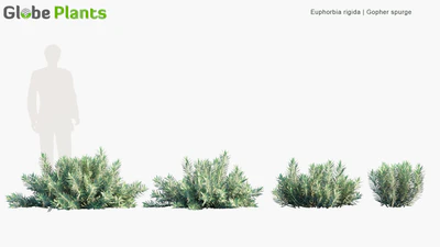 euphorbia rigida — descargar