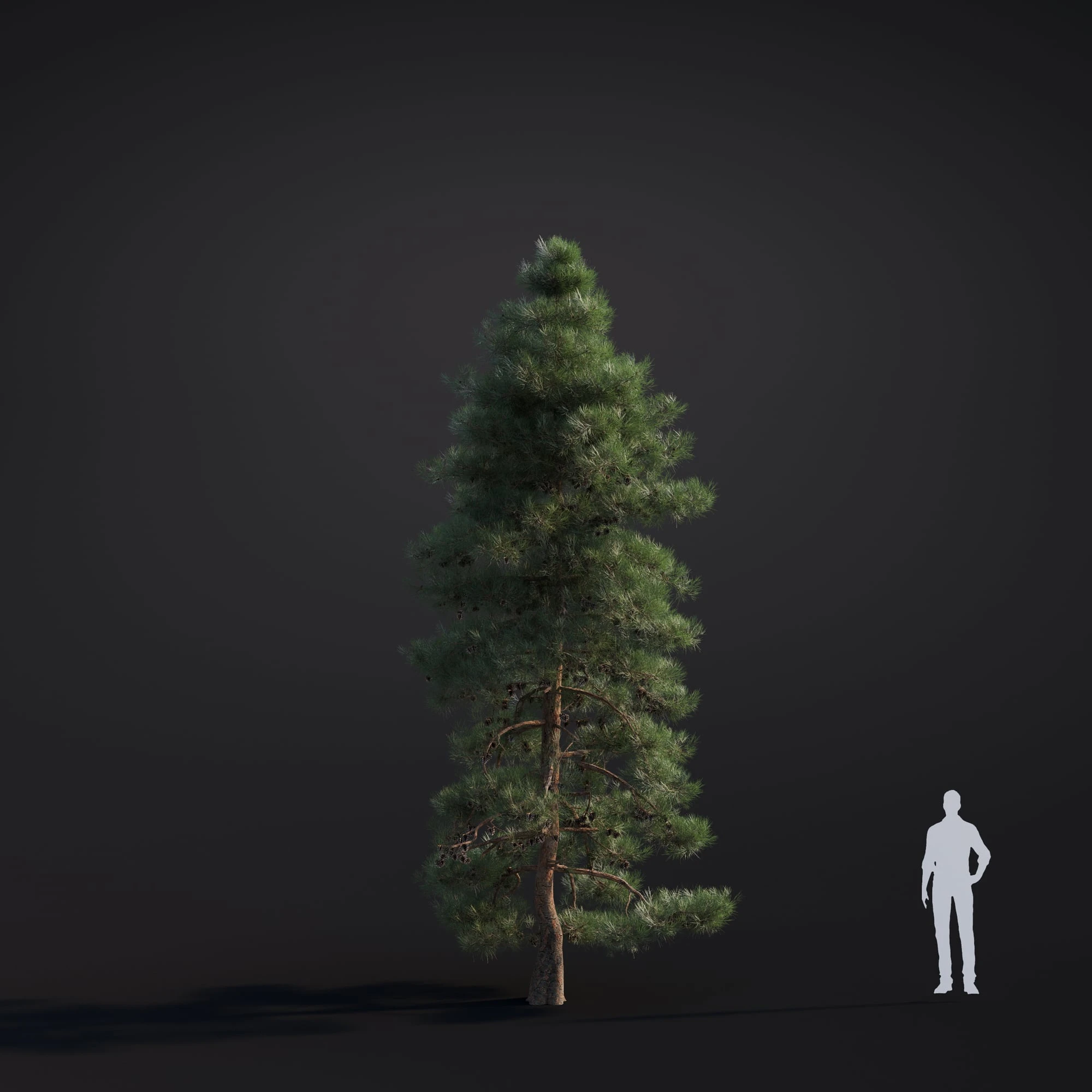 031 pinus ponderosa — Descargar